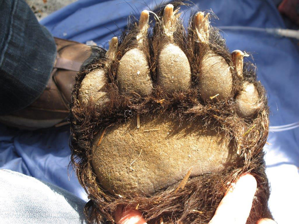 grizzly bear paw size