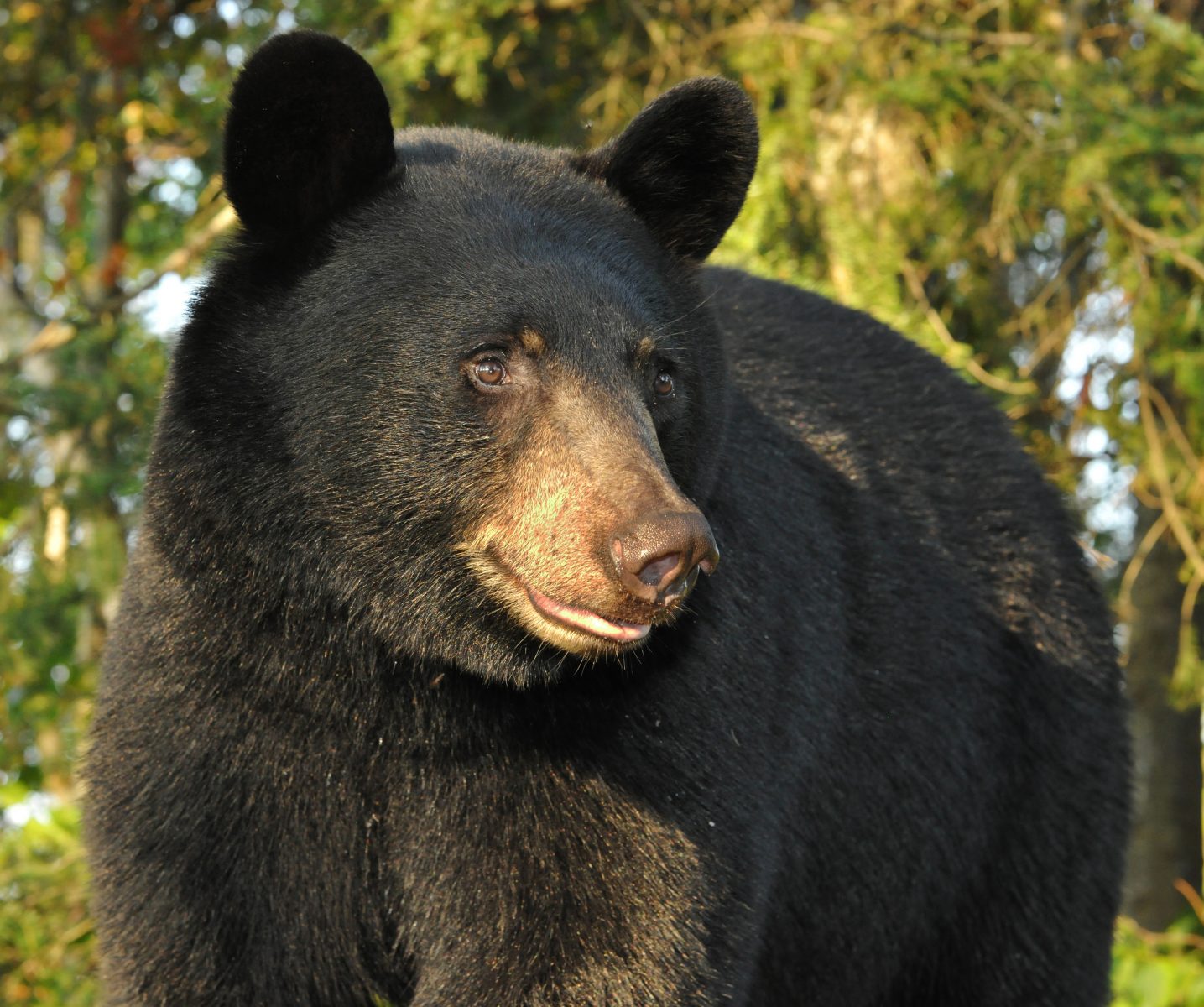 Bear Facts: Habitat, Behavior, Diet