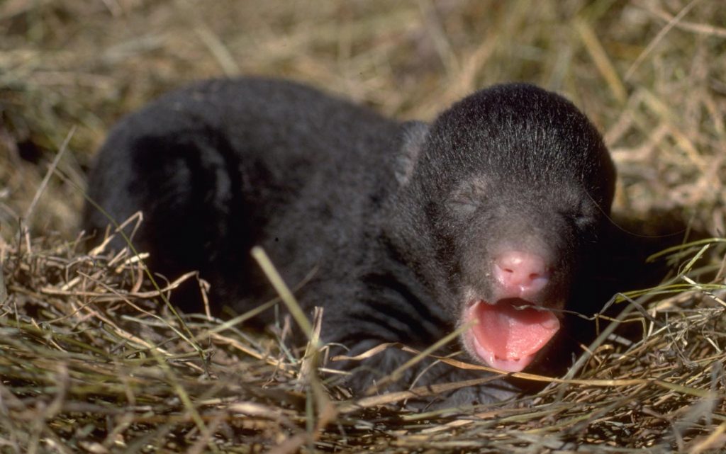 Scared Cubs and Crying Babies Sound Alike - North American Bear