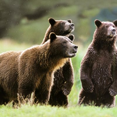 Brown Bear, Species