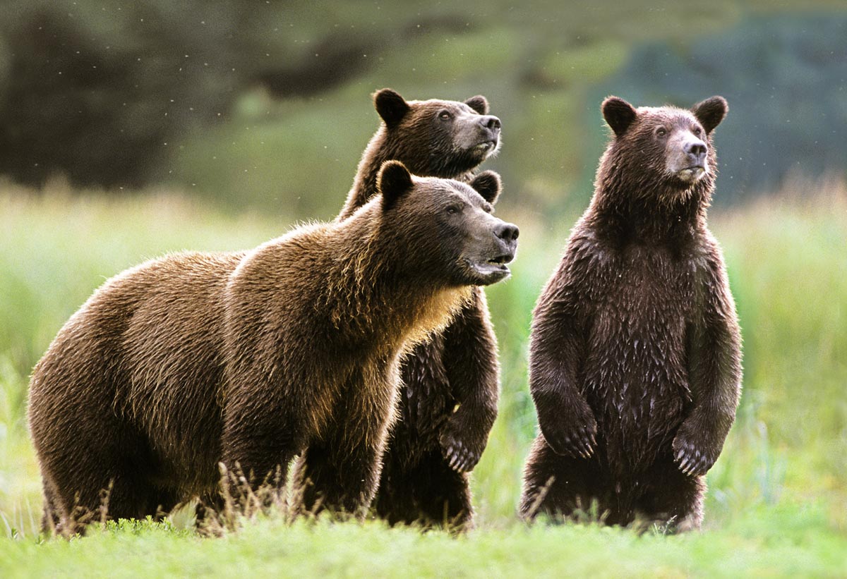North American Brown Bear ~*~ $1,000,000 One Million Dollar Bill GRIZZLY BEAR