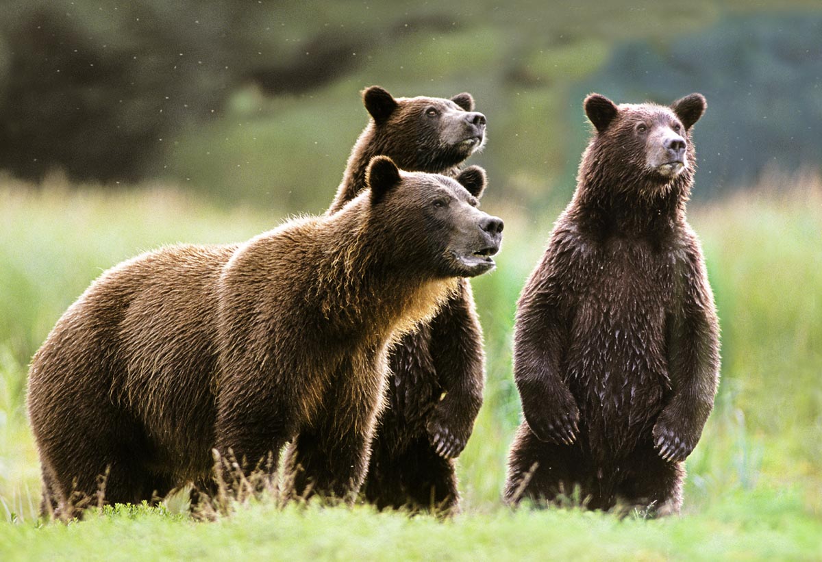 grizzly bear paw size