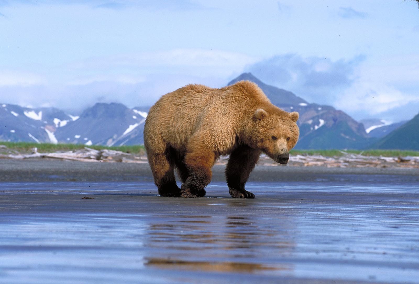 Brown Bear Habitat Brown Bear Habitat