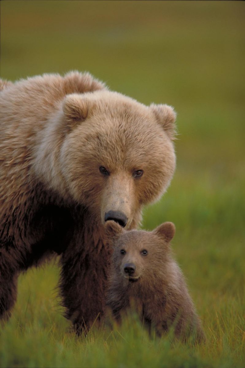 North American Brown Bear GRIZZLY BEAR ~*~ $1,000,000 One Million Dollar Bill 