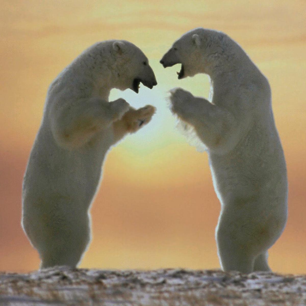 10 facts about polar bears!