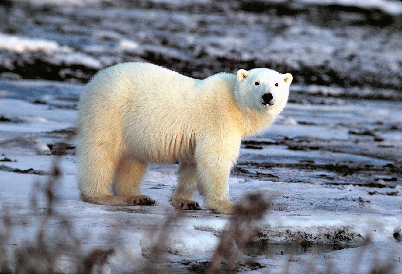 Polar Bear Facts - North American Bear CenterNorth American Bear Center