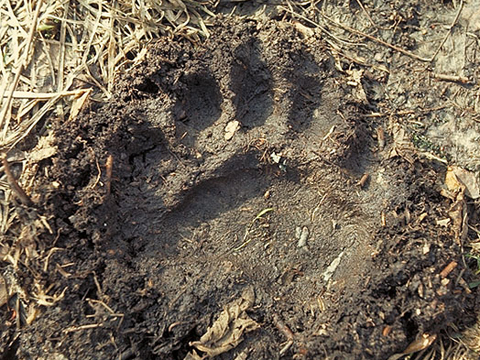 Bear Tracks and Trails - North American Bear Center