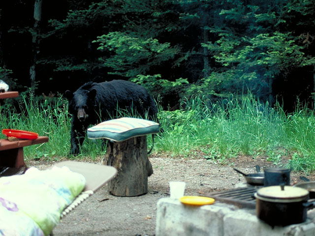 campground_bear.jpg