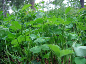 Feeding Clover