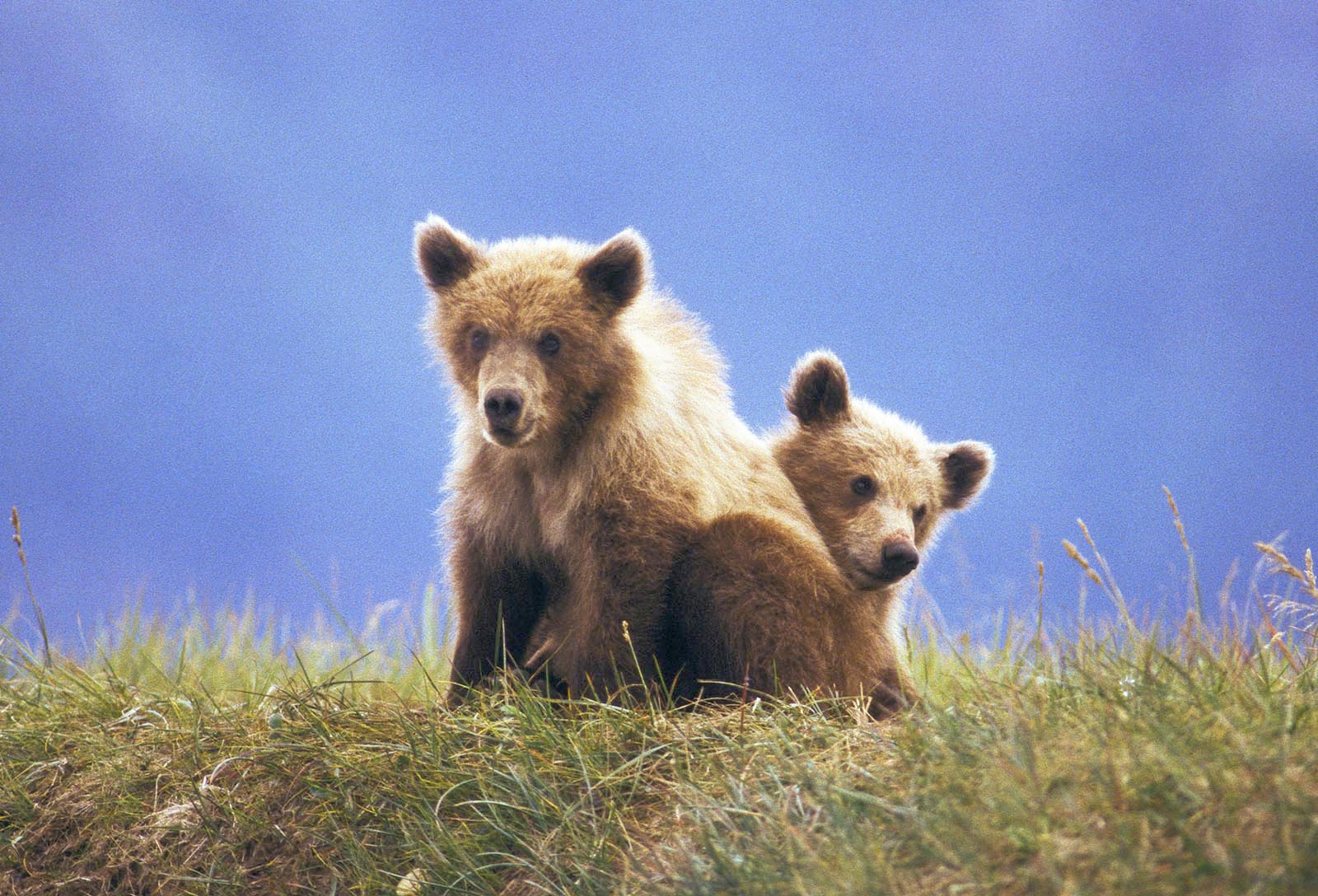 Mama Bears Use Humans To Keep Their Cubs Safe