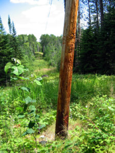 Black Bear Marked Utility Pole