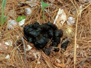 Black Bear Scat - Vegetation