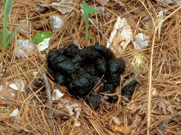 Scat / Droppings - North American Bear CenterNorth American Bear Center