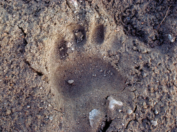 Bear Tracks and Trails - North American Bear CenterNorth American Bear ...