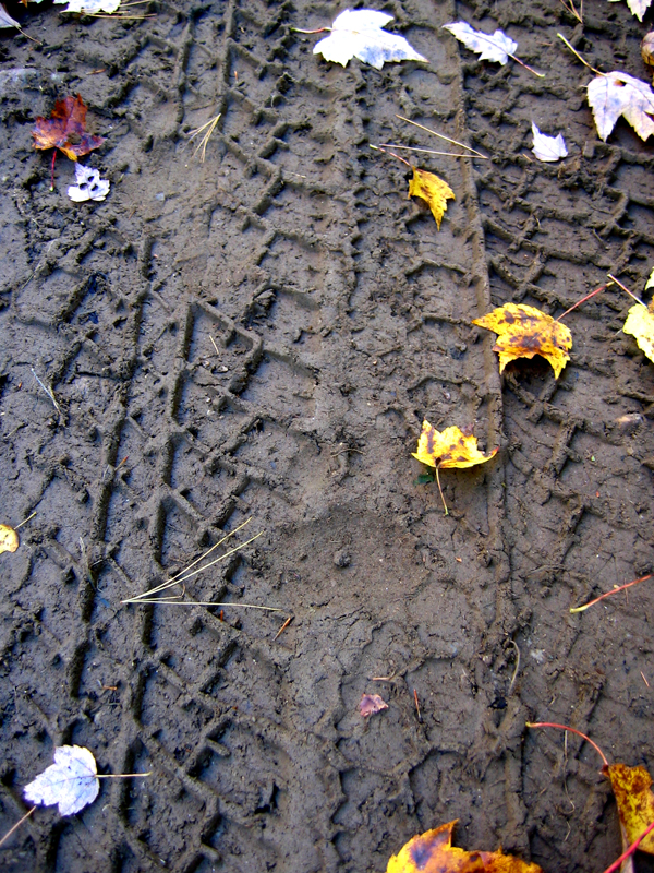bear tracks in dirt