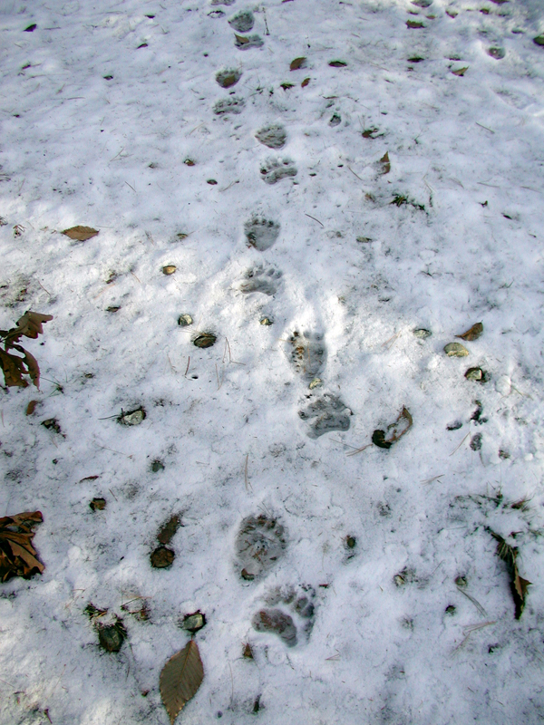 Bear Tracks and Trails