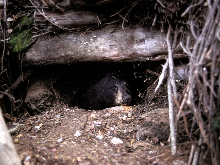 Winter Dens North American Bear CenterNorth American Bear Center