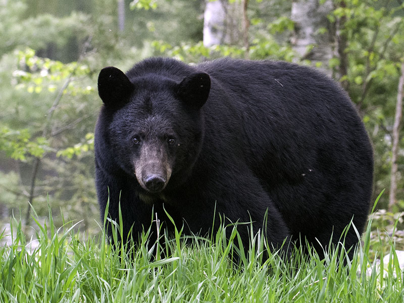 Classification of Black Bears - North American Bear CenterNorth American  Bear Center