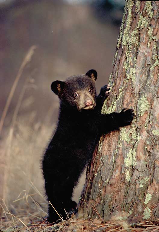 Bear Facts: Habitat, Behavior, Diet