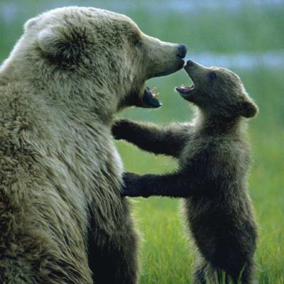 <h2>Spending quality time</h2>
<pCertainly bears feel fear, but do they feel love, happiness, jealousy, anger, hope, humor, and playfulness? Is it closer to the truth to deny that bears have these emotions or to believe that they do?
</p>