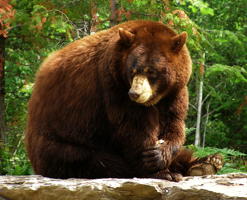 Brown Bears, Nature