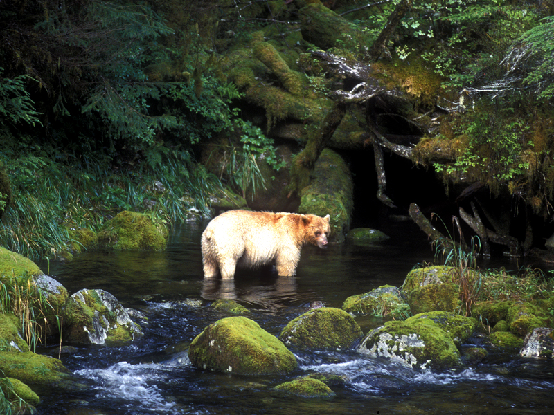 Animal Facts: Kermode (spirit) bear