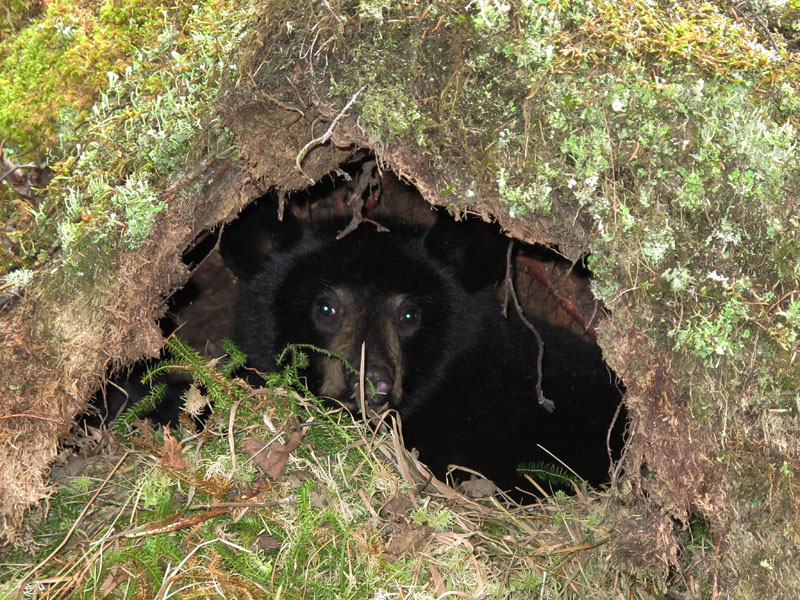 5 Stages Of Activity And Hibernation North American Bear Centernorth American Bear Center