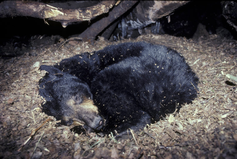Do Black Bears Hibernate? North American Bear CenterNorth American