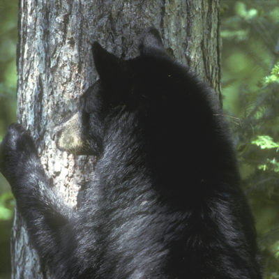 bear_ready_to_climb_tree.jpg