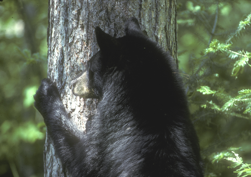 bear_ready_to_climb_tree.jpg
