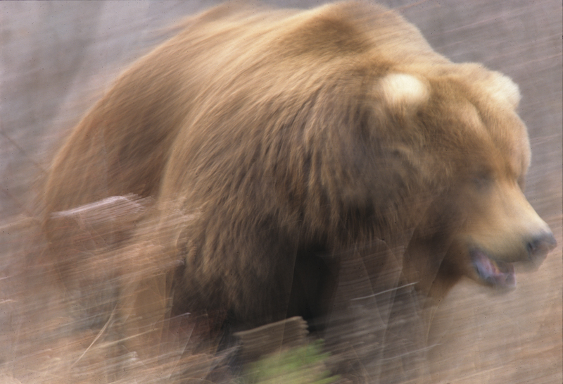 blurry_charging_grizzly.jpg
