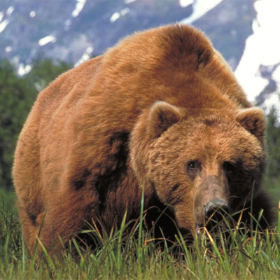 large_brown_bear.jpg