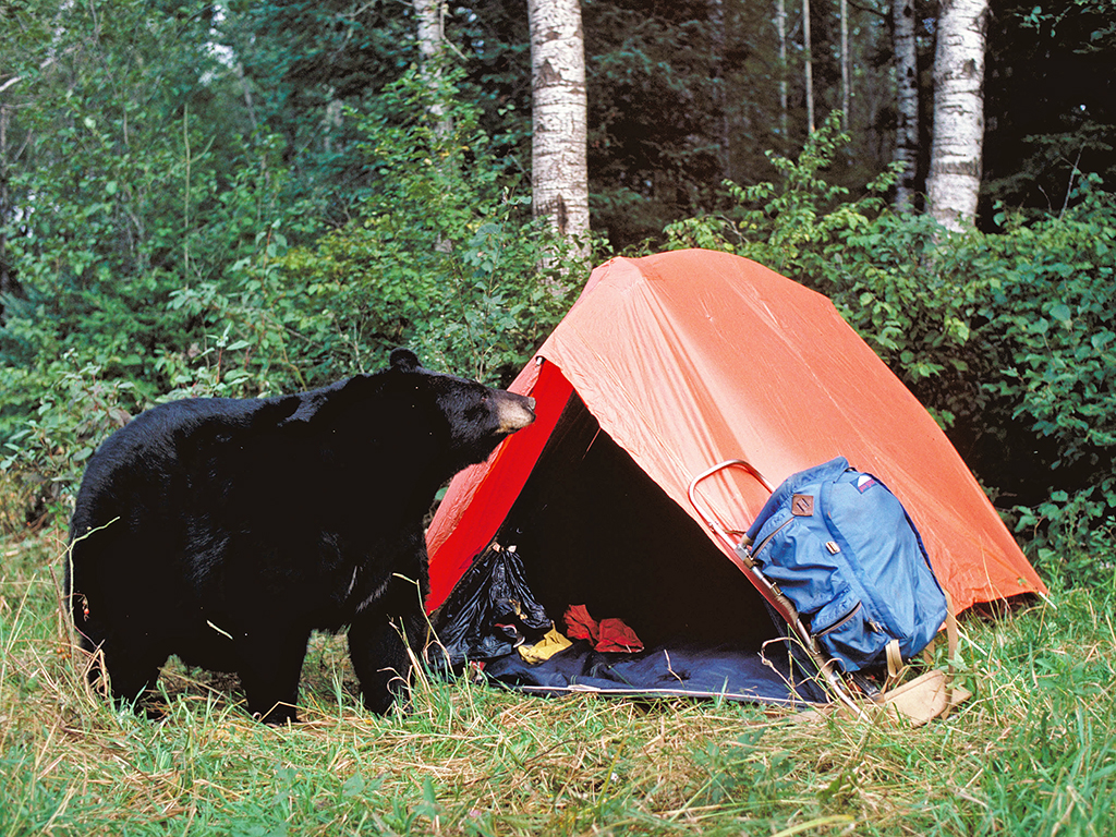 Myth: Menstrual Odors Trigger Bear Attacks - North American Bear  CenterNorth American Bear Center