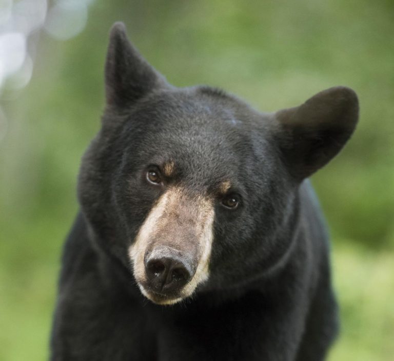 Myth: Black Bears Stink - North American Bear CenterNorth American Bear ...