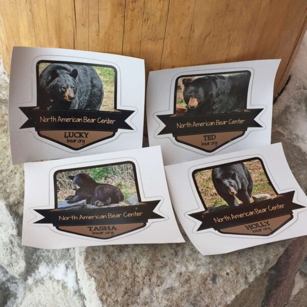 Photo of all our four bear car decals.