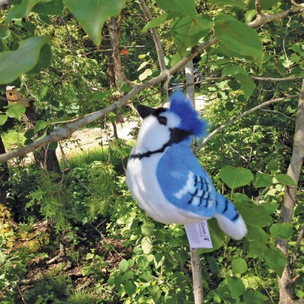 Blue Jay Songbird