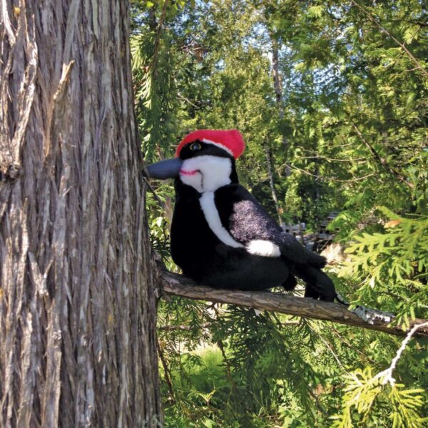 Pileated Woodpecker