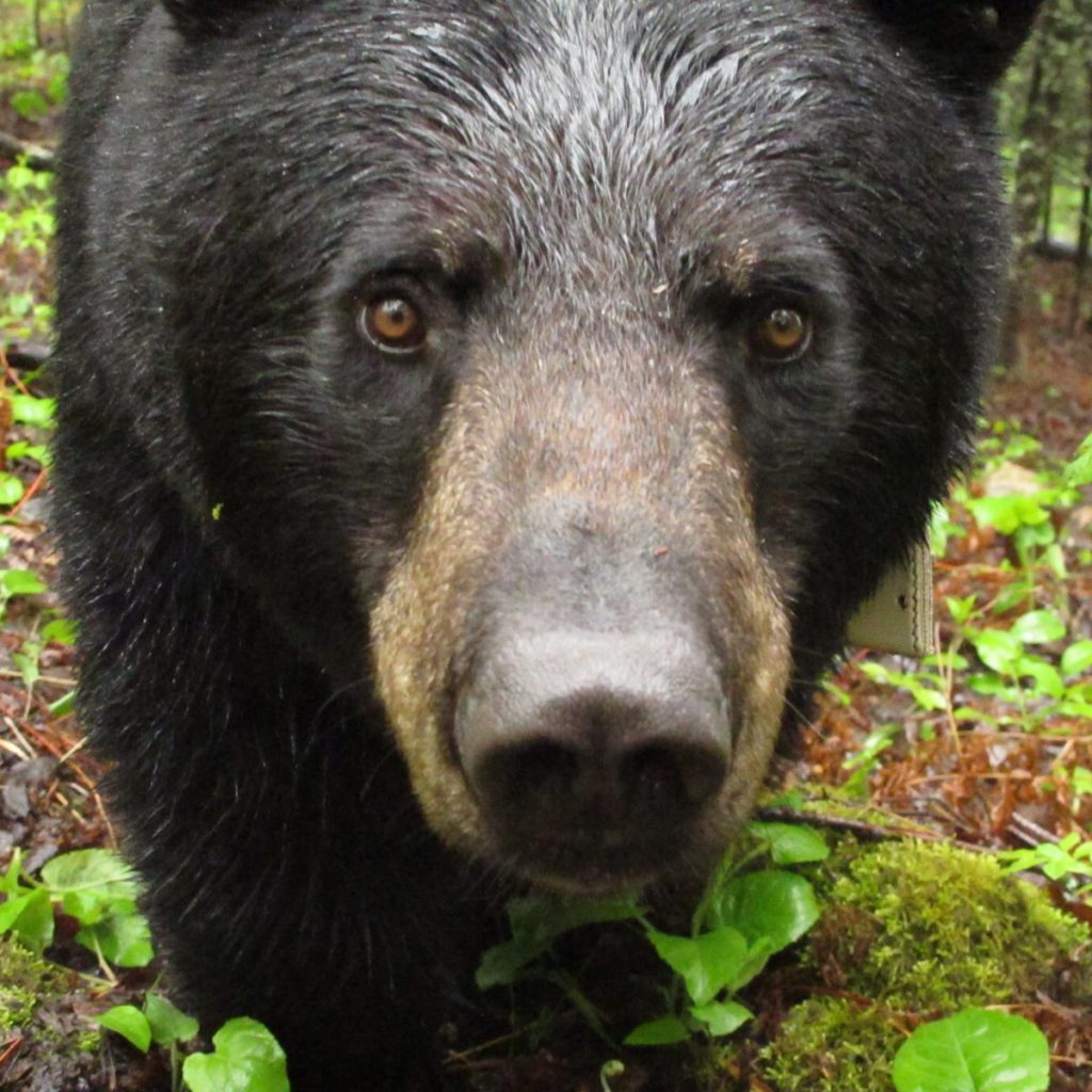 Bear fear. Bear body.