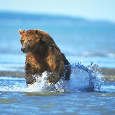<h2>Beginning a chase</h2>
<p>A half-ton coastal grizzly bear leaps from the water at the mouth of a stream to chase a salmon that swirled in the shallows. When hunting salmon, bears look for swirls, repeatedly smell the water, and run toward splashing sounds.</p>