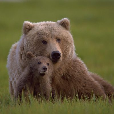 <h2>Heir to her knowledge</h2><p>Bears may be the most intelligent of the North American mammals according to their brain structure, the experience of animal trainers, and tests at the Psychology Department at the University of Tennessee. Grizzly bear mothers spend 1½ to 3½ years showing their cubs where and how to obtain food. The cubs’ ability to form mental maps and remember locations may exceed human ability.
</p>