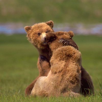 Hidden World of Brown/Grizzly Bears - North American Bear CenterNorth ...