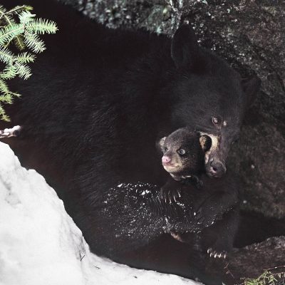 Hidden World of Black Bears - North American Bear CenterNorth American ...