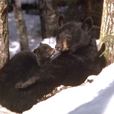 <h2>Warming her cub</h2><p>The mother stopped to warm the cub she was carrying in her mouth.  She lay on her back, placed the cub on her stomach, and brought her hind legs up around it.  The cub snuggled into the warm fur, then sat up, and looked at mom squinting in the sun.</p>