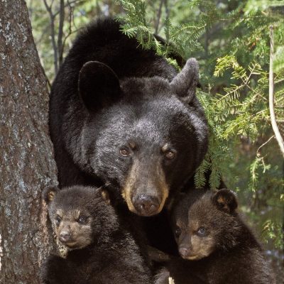 <h2>Mom and 11-week-old cubs</h2>
<p>By July, these cubs replaced their fuzzy brown fur with coarser black fur, and their blue eyes turned brown.  By fall, their black fur was nearly four inches long, and a dense layer of underfur had grown in.  Thick fur in fall and spring makes all bears look fat.</p>