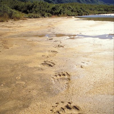 <h2>Grizzly tracks</h2>
<p>“Seeing animal tracks is sometimes more powerful than seeing the animals themselves” Cody Dwire 9/22/2000. “It is an honor to walk where such magnificent animals have gone before” Lee Williams 10/3/2000.
</p>