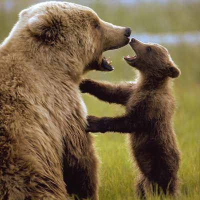 <h2>Spending quality time</h2>
<p>Certainly bears feel fear, but do they feel love, happiness, jealousy, anger, hope, humor, and playfulness? Is it closer to the truth to deny that bears have these emotions or to believe that they do?
</p>