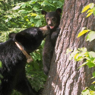 <h2>Cub on white pine</h2>
<p>Mothers make over 90 percent of their beds at the bases of big trees with strong, coarse bark.  If a predator appears, cubs can climb that bark more safely than they can climb smooth or flaky bark.</p>