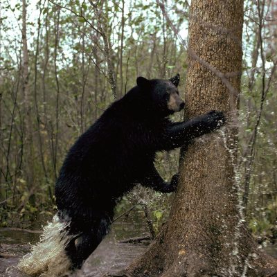 <h2>Fleeing</h2>
<p>Black bears survive by being ready to flee, often to a tree.  During the Ice Age, they lived among powerful predators like saber-toothed cats, dire wolves, American lions, and giant short-faced bears, none of which could climb trees.  Black bears developed the timid personality of a prey animal, which serves them well today among grizzly bears, wolves, and people.  </p>