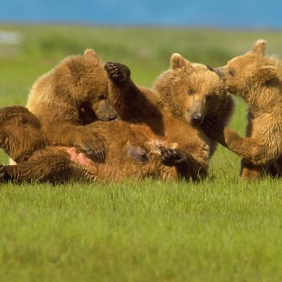 <h2>Hurry, Mom, I’m hungry</h2>
<p>Anxious to nurse, a 2½-year-old grizzly cub pulls its mother down by the ear.
</p>