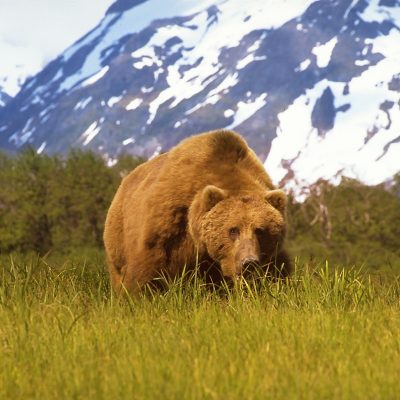 <h2>A mountain of a bear</h2>
<p>Today, the largest brown/grizzly bears are no longer found on Kodiak Island where many have been killed. They are on the protected mainland in Katmai National Park, which is part of the largest grizzly protection area in the world.
</p>